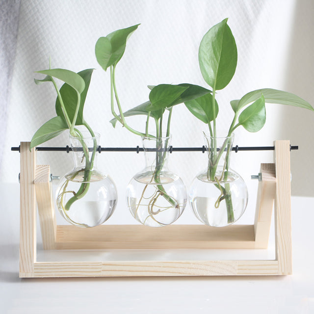 Plant Terrarium with Wooden Stand